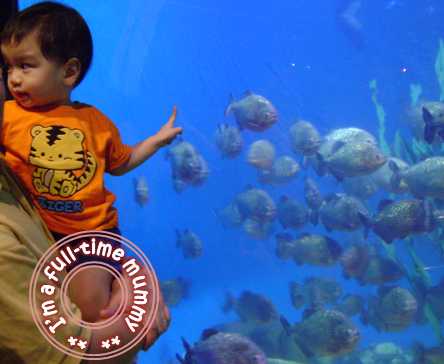 Ben at KLCC Aquaria