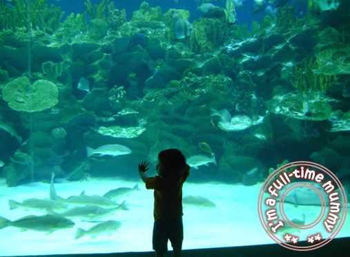 Ben at KLCC Aquaria